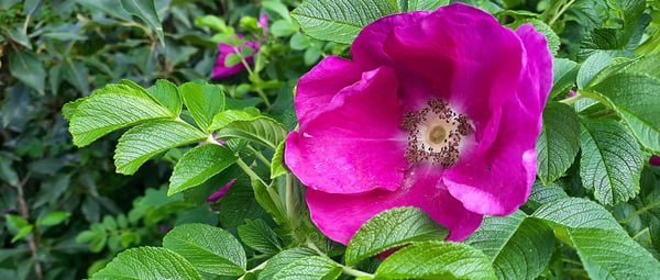 Kurtturuusun hävittäminen ei vaadi myrkkyjä