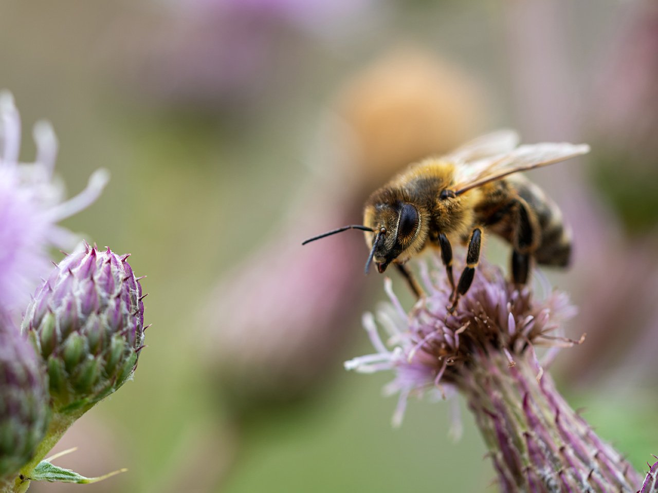 Viherpalvelut-monimuotoisuus-polyttajat-1280x960