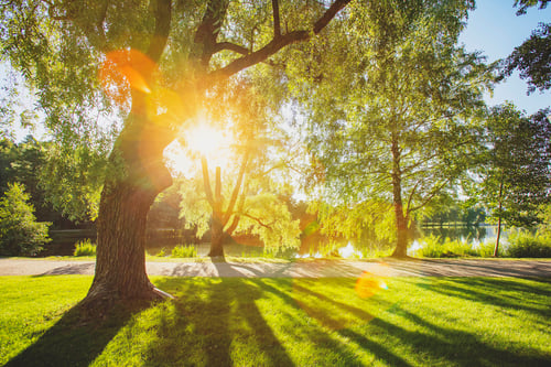 Aurinkoinen puisto