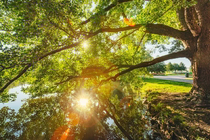 Aurinkoinen puisto 2 - 2352x1568 - Vastuullisuus